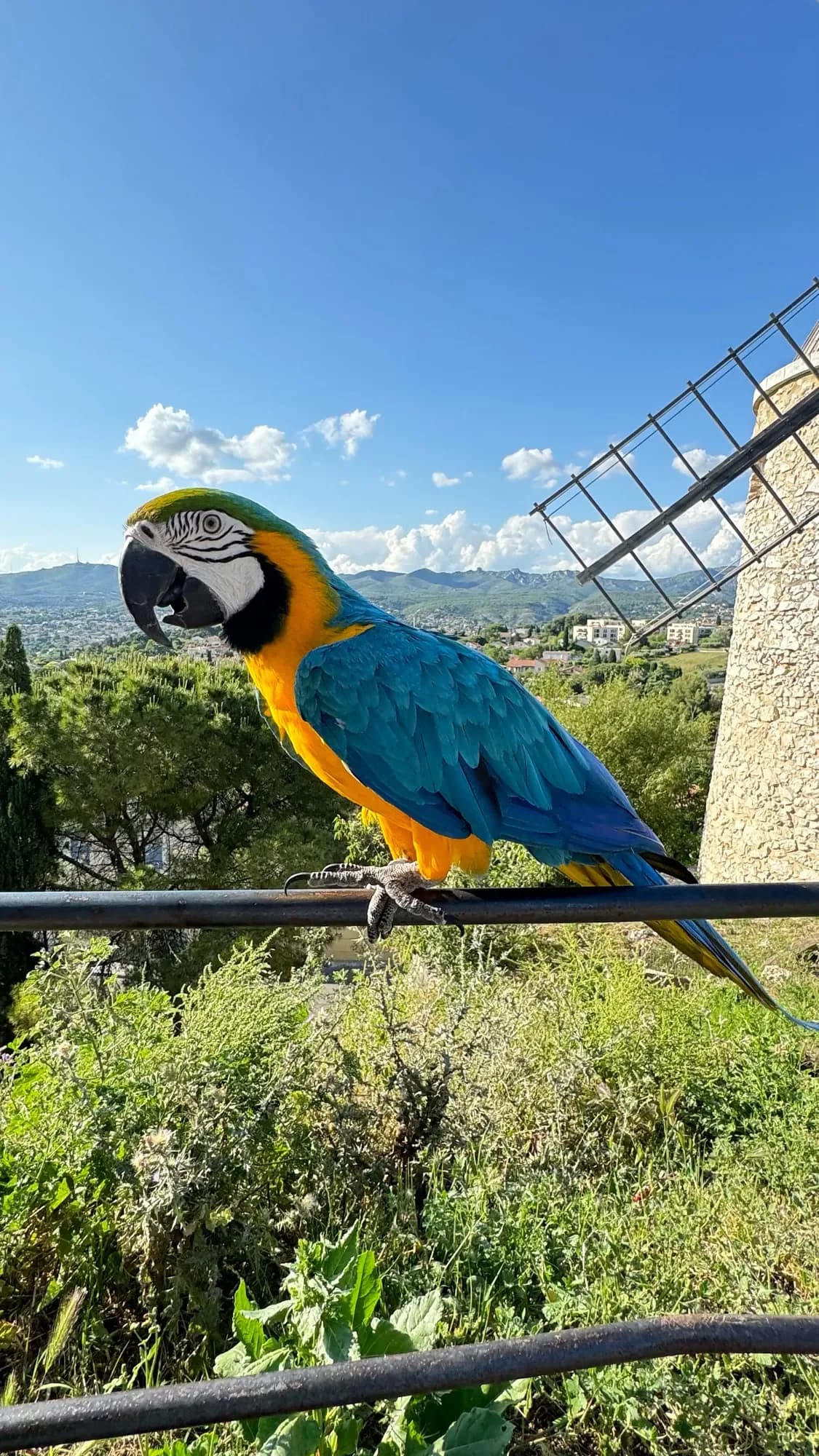 Post Bluesky du 23 mai 2024 Rio is a parrot.