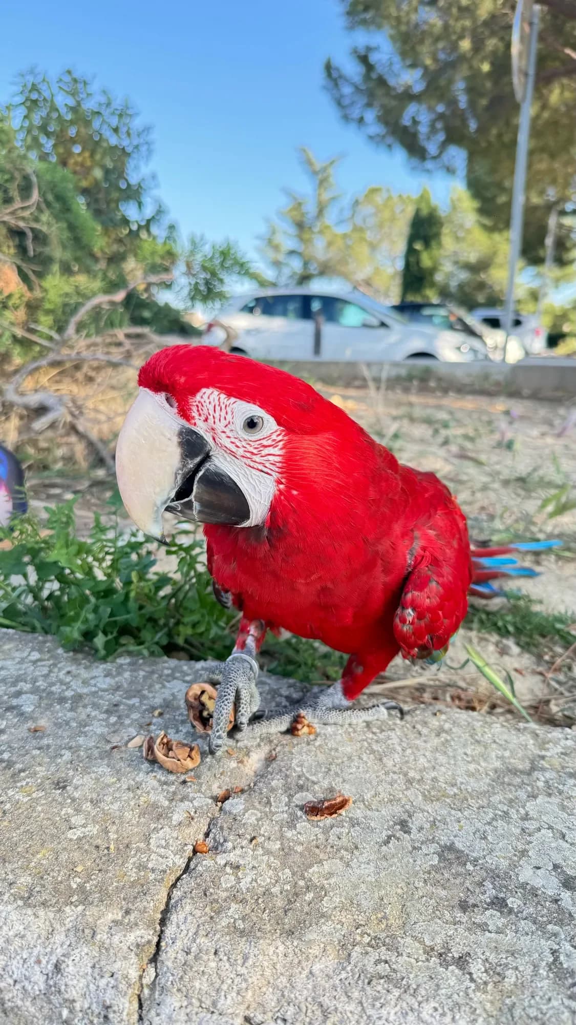 Post Bluesky du 25 mai 2024 This is Picasso the parrot.