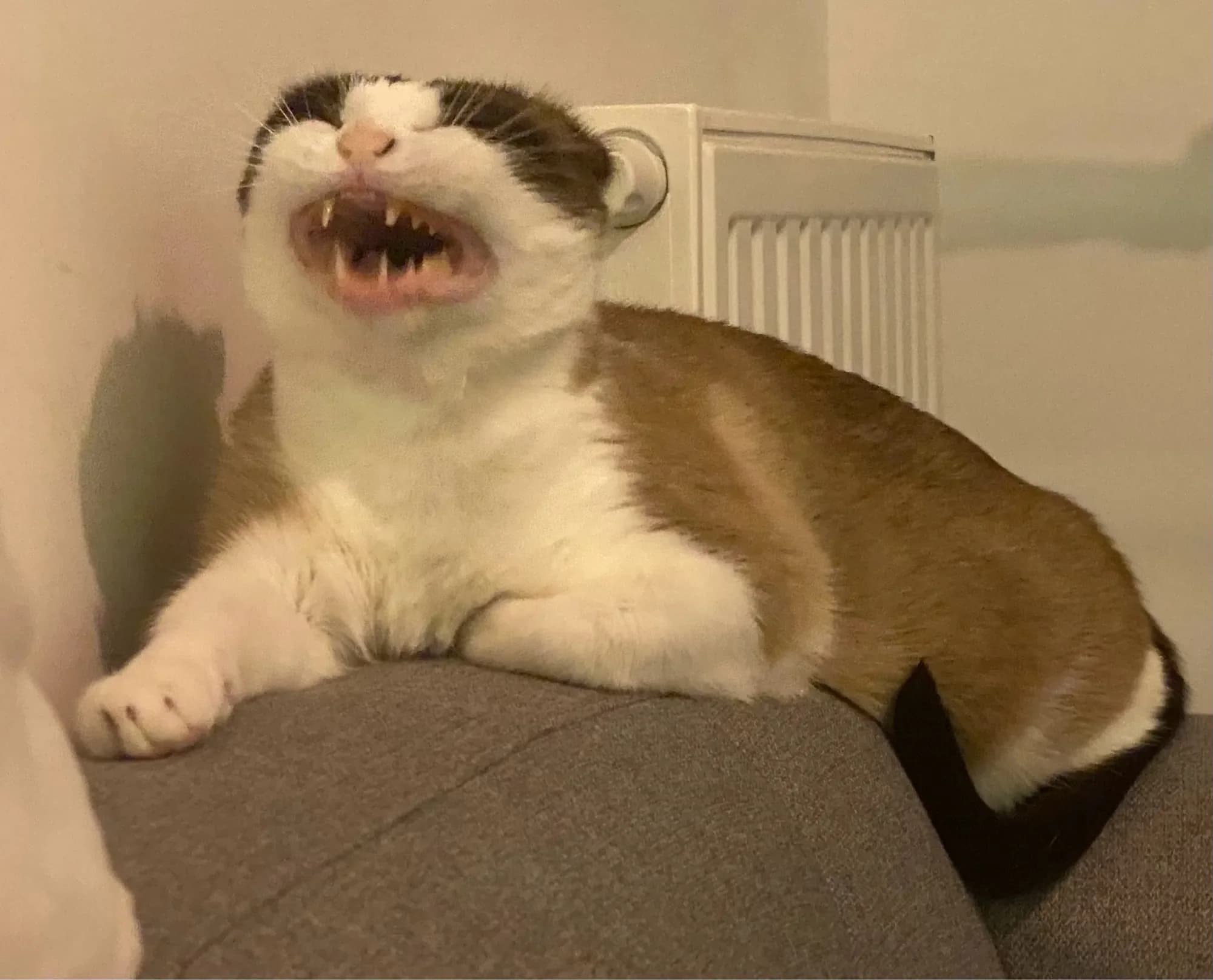 Post Bluesky du 11 juillet 2024 Ollie la chatte, qui fait une grimace 😜