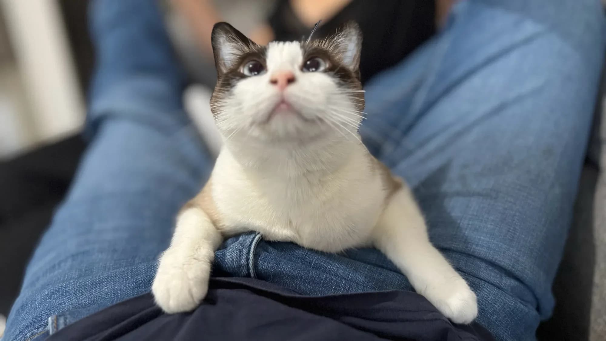 Post Bluesky du 21 septembre 2024 Ollie the cat.