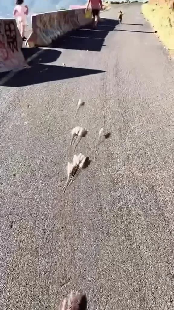 Vidéo Instagram du 13 janvier 2024 Vignette d’une vidéo publiée par Maxence Rose sur Instagram le 13 janvier 2024