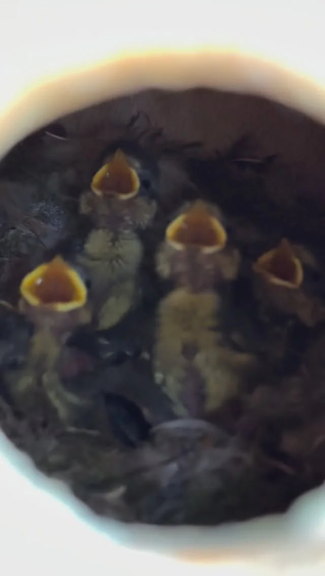 Vidéo Instagram du 16 mai 2026 Vignette d’une vidéo publiée par Maxence Rose sur Instagram le 16 mai 2026